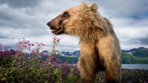 A subdominant grizzly bear, too small to compete for prime fishing spots, roams a lake shore in hopes of finding a washed up salmon carcass. My PhD adviser, Daniel Schindler, helped me set this camera while we鈥檙e taking a break from field research.