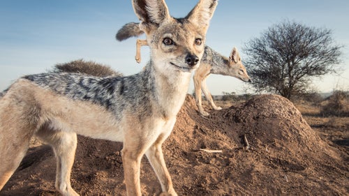 A mating pair of black-backed jackals stroll past a termite mound in the rain shadow of Mt. Kenya. Only minutes before this shot a Maasai herdsman and dozens of cattle passed in front of the camera. Laikipia County, Kenya.