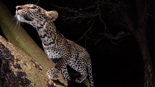 I climbed way up a yellow acacia tree and crawled out on a branch overhanging hippo pools to set this camera. For several days all I got were monkeys, but on my last night in Kenya, this leopard bounded up the tree, triggering a single image. Laikipia County, Kenya.