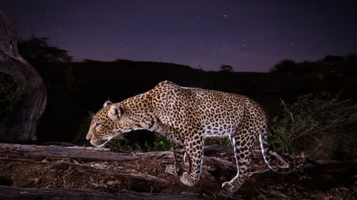 Jonny Armstrong is a portrait photographer, but he鈥檚 never met any of his subjects. That鈥檚 because he doesn鈥檛 actually press the shutter button when his camera takes a picture, he leaves that up to his models: grizzly bears, leopards, and other wild animals. Armstrong is a camera trapper鈥攈e sets hidden cameras that are triggered by motion sensors and capture candid portraits of wildlife. But his images aren鈥檛 just classic hunter trail cam shots, they are beautiful and composed as if he is there. Armstrong鈥檚 use of wide-angle lenses allows viewers to observe iconic carnivores from up close鈥攎ost pictures are triggered within a few feet of the camera. Since many carnivores are active at night, it鈥檚 up to Armstrong to light them. Using studio lighting techniques, Armstrong mixes natural and artificial light to create his stunning portraits. Here, Armstrong鈥攚ho spends much of his time as an ecologist鈥攕hares a collection of his favorites from around the world.
Photo: A leopard caught in front of the camera in Laikipia County, Kenya.