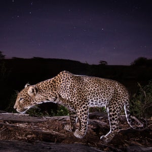 Jonny Armstrong is a portrait photographer, but he’s never met any of his subjects. That’s because he doesn’t actually press the shutter button when his camera takes a picture, he leaves that up to his models: grizzly bears, leopards, and other wild animals. Armstrong is a camera trapper—he sets hidden cameras that are triggered by motion sensors and capture candid portraits of wildlife. But his images aren’t just classic hunter trail cam shots, they are beautiful and composed as if he is there. Armstrong’s use of wide-angle lenses allows viewers to observe iconic carnivores from up close—most pictures are triggered within a few feet of the camera. Since many carnivores are active at night, it’s up to Armstrong to light them. Using studio lighting techniques, Armstrong mixes natural and artificial light to create his stunning portraits. Here, Armstrong—who spends much of his time as an ecologist—shares a collection of his favorites from around the world. 
Photo: A leopard caught in front of the camera in Laikipia County, Kenya.