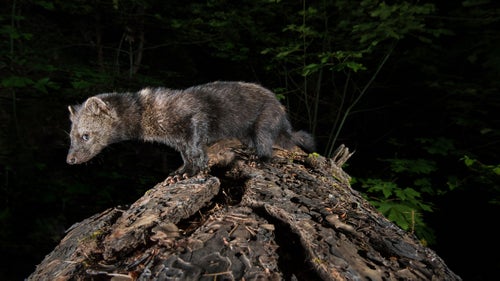 A Pacific fisher uses an old-growth Ponderosa Pine log to cross a steep ravine in the Siskiyou Mountains, Oregon. This fisher hopped effortlessly over my camera shortly after the image was taken. Rarely seen or photographed, Pacific fisher have been extirpated from most of their range and are under consideration for listing by the Endangered Species Act.