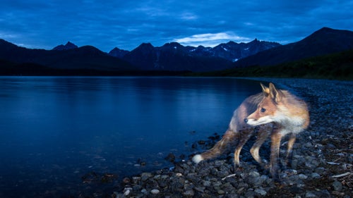 A red fox appears translucent as an ephemeral burst of flash mixes with a long exposure of ambient light. While foxes in the lower-48 are often skittish around camera traps, they are extremely bold in the wilderness of Alaska. This fox liked to steal the cable that attached my motion sensor to the camera.