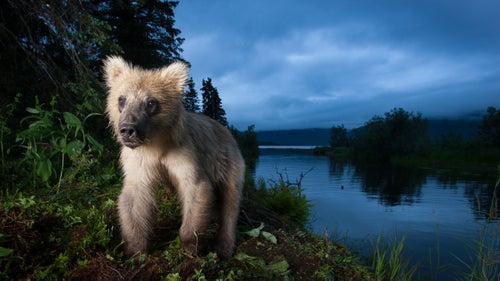 A young grizzly bear travels a streamside game trail in search of salmon, Lake Nerka, Alaska.