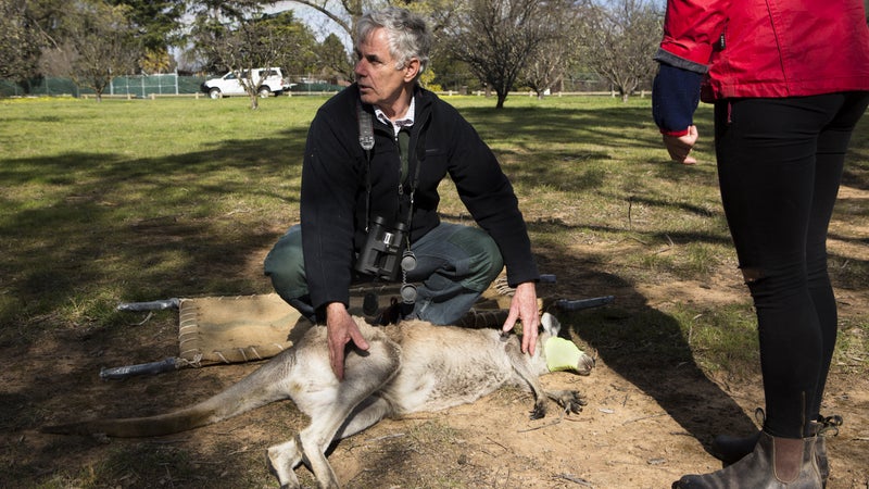 Don Fletcher with a tranquilized kangaroo during a sterilization campaign.