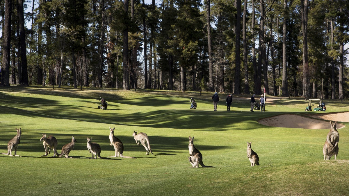 They Shoot Kangaroos, Don't They?