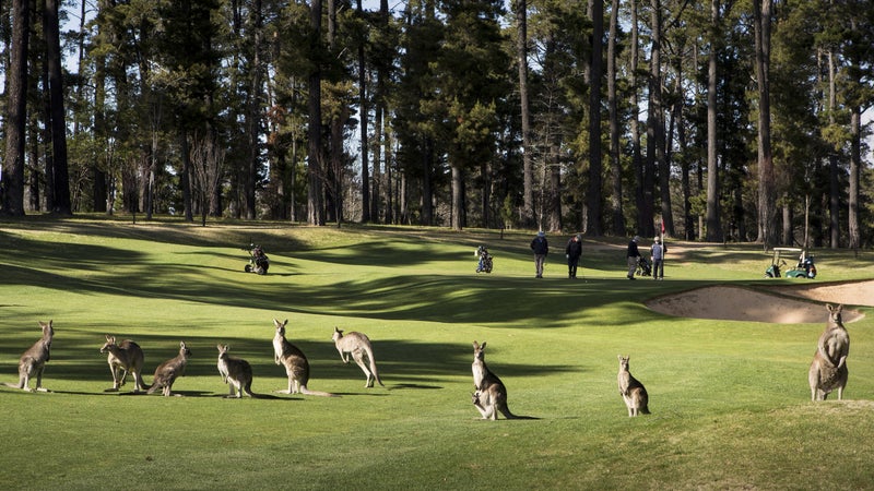 Kangaroo mob at the Royal Canberra Golf Club.