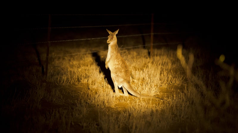 Target in sight: a roo lit up by a poacher's mounted spotlight.