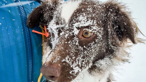 Former 国产吃瓜黑料 staffer Kyle Dickman brought his dog Mud along for the adventure. Photographing happy dogs in the snow can be tricky, but Dickman helped calm Mud down.