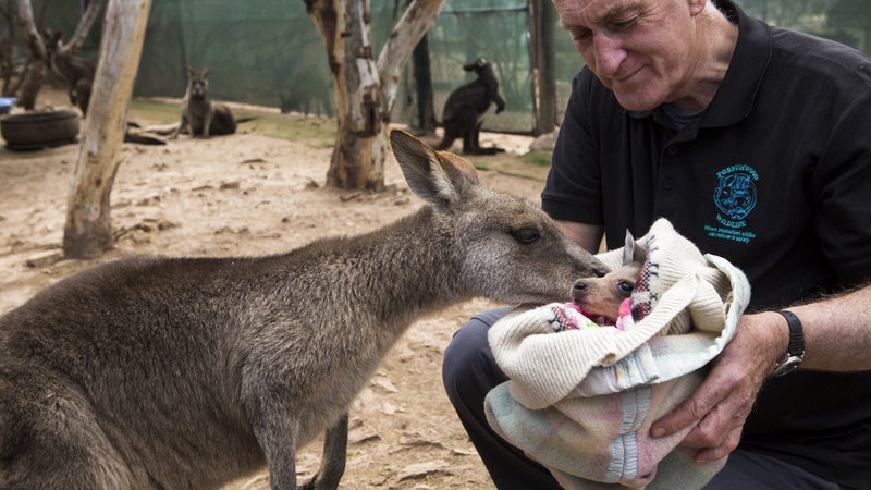 Steve Garlick caring for a joey named Fred at his wildlife rehabilitation center.