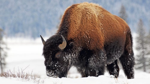 Yellowstone wants to kill 1,000 bison this year to keep overgrazing and transmittable disease at bay.