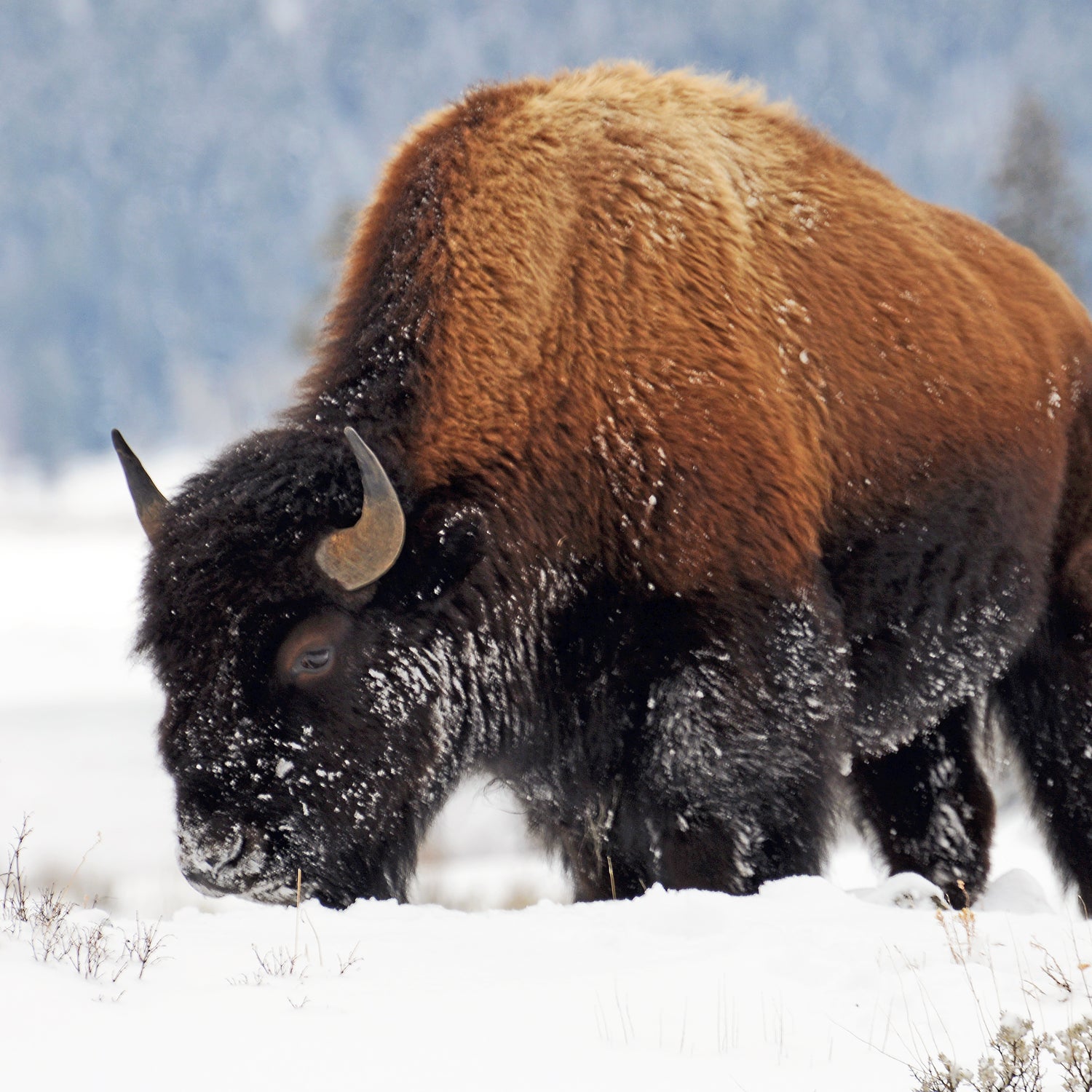 In the Lamar Valley - Bison