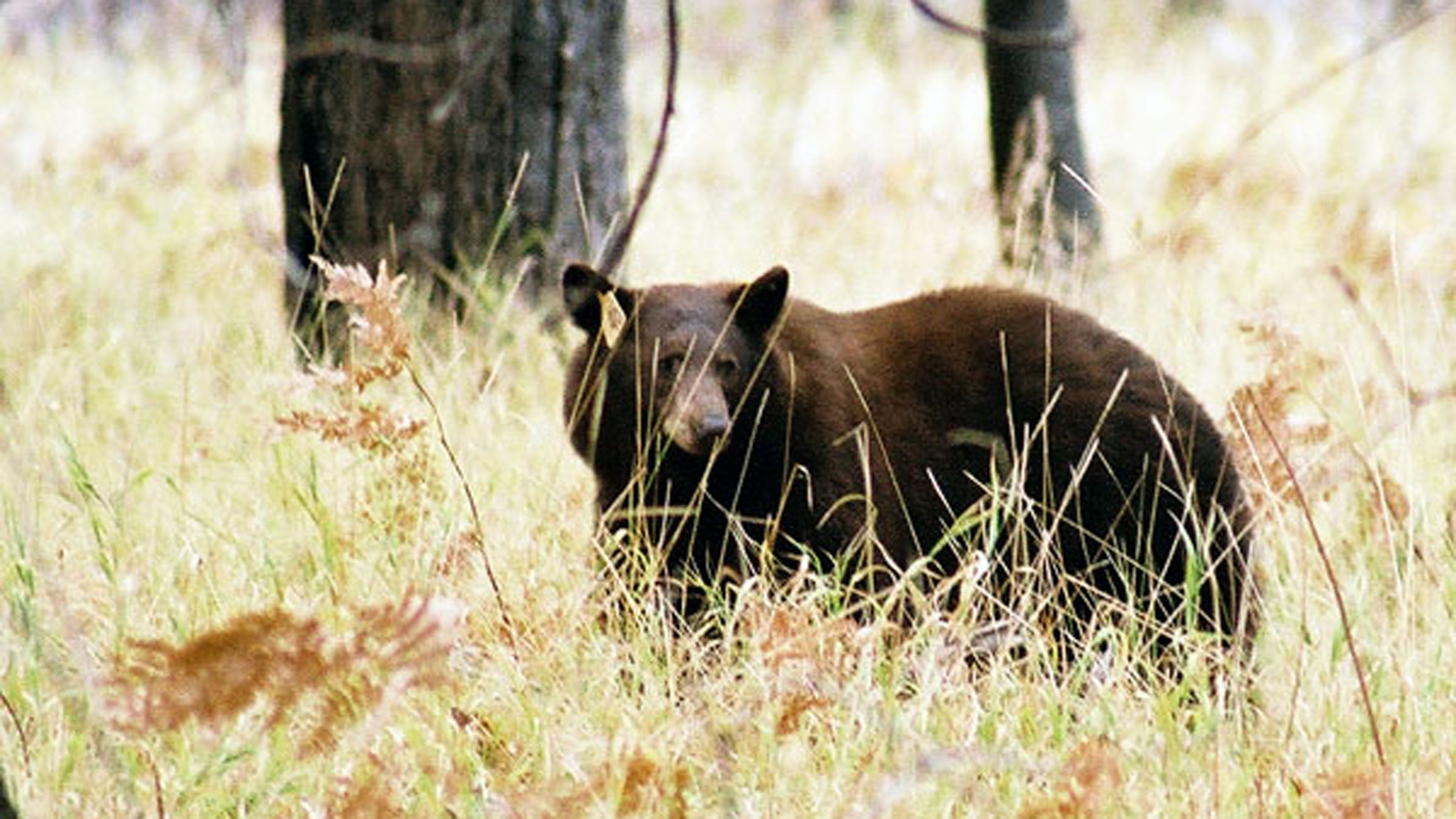 This year saw a 95 percent reduction in human-bear incidents from a record high of 1,600 in 1998.