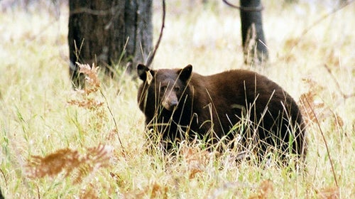 This year saw a 95 percent reduction in human-bear incidents from a record high of 1,600 in 1998.