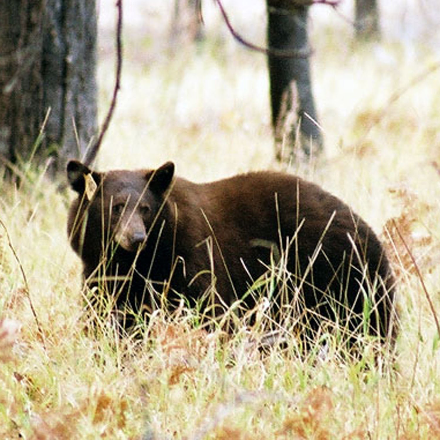 This year saw a 95 percent reduction in human-bear incidents from a record high 1,600 in 1998