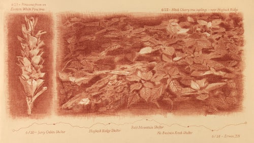 Using red chalk, Rue sketched two of the most well-known examples of trail flora in Tennessee鈥攖he Eastern White Pine and Black Cherry tree. Below that, he mapped the elevation profiles of the shelters along Tennessee鈥檚 section of the AT.
