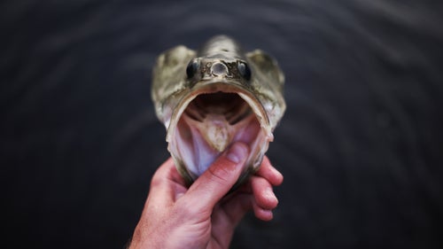 My brother and I spend a lot of time fishing. Whether on the fly or the bait caster, it’s how I grew up in East Texas. It was natural fit as a subject of my photography.