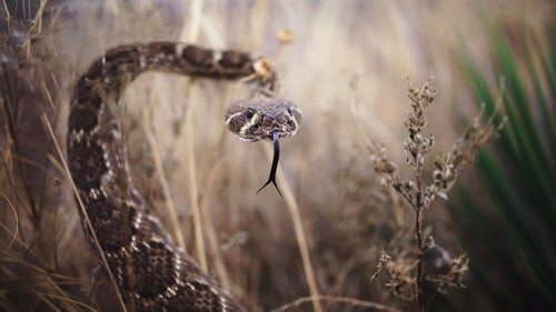 A business major at the University of Oklahoma, Ford Yates isn’t on what many would consider the typical path to becoming an outdoor photographer. The 21-year-old stumbled on photography just a few years ago through his mom’s 1990’s DSLR. Since then, he’s developed a speciality in capturing simplistic, outdoor scenes around much of the American South. His rise comes amidst a generation of new Instagram stars and storytellers—Yates has 52,000 followers—and an enormous amount of content that can be hard to filter through. Some of the new cyber stars are more puzzling than others, but Yates’ following isn’t up for debate. Here, the college junior shares a few of his thoughts and favorite images from the rivers, tents, and hunting blinds of the south. Yates: Some of my friends from the University of Texas like to make an annual weekend trip out of rattle snake hunting on a ranch near Albany, Texas. I chose to push my best judgement with this shot last March.