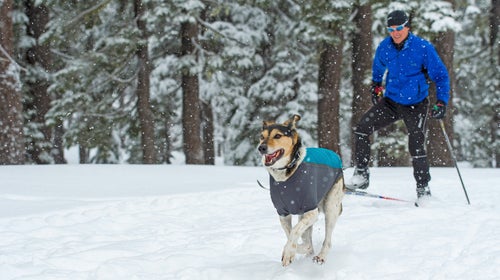 Get your dog the right gear for more playtime in the snow.