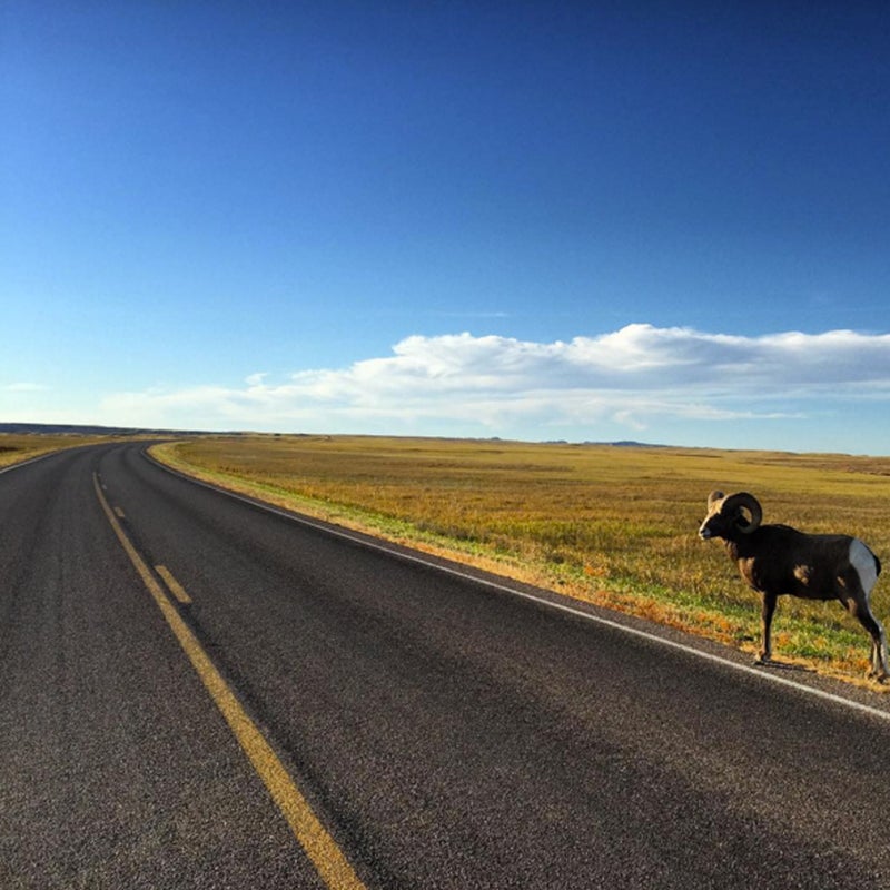 Bighorn sheep share the prairies with bison, prairie dogs, and black-footed ferrets.