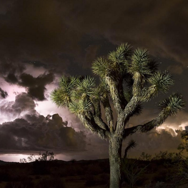 Lightning from an early-evening thunderstorm illuminates a yucca plant.