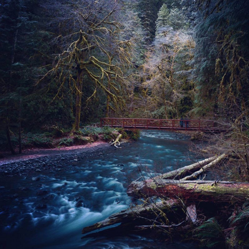 Visitors hiking the 12-mile Barnes Creek Trail get close-up views of wildflowers, young alder, and vine maple trees.