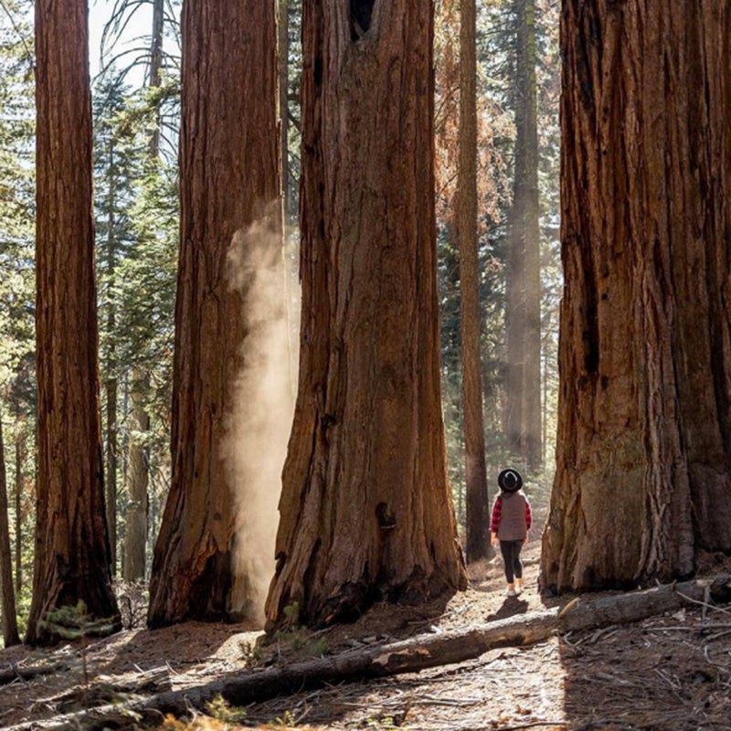 The Redwood Canyon Grove in this park is the largest sequoia grove on the planet.