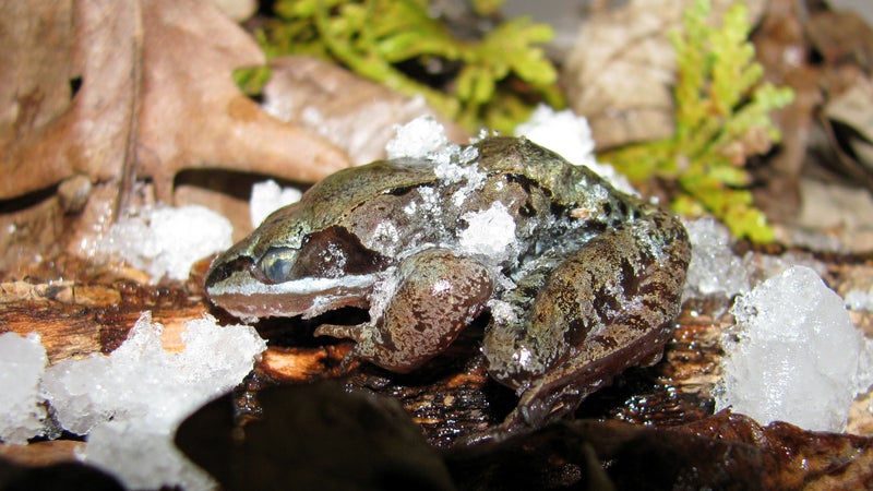 A frozen wood frog.