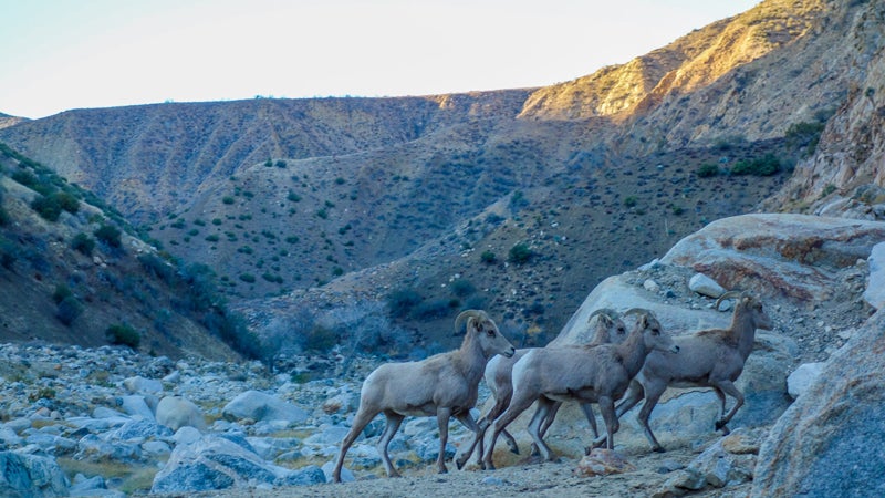 The bighorns made an appearance on Christmas day. But, with two big dogs running around, didn't stay for long.