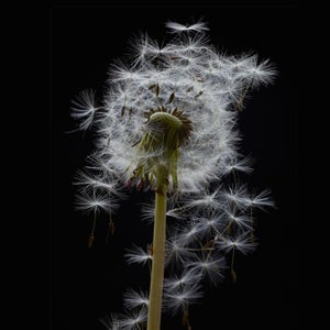 Dandelion Seed Head, Studio Shot.