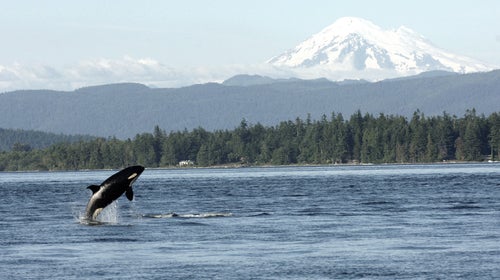 The Salish Sea, home to endangered killer whales, is also one of the busiest shipping routes in the world.