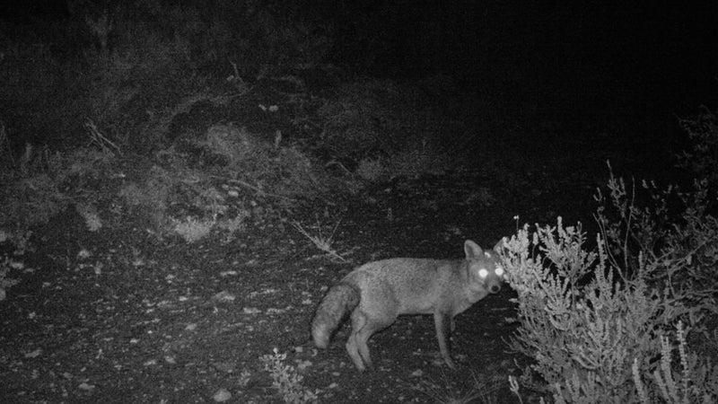 A red fox prowls the Spanish countryside at night.