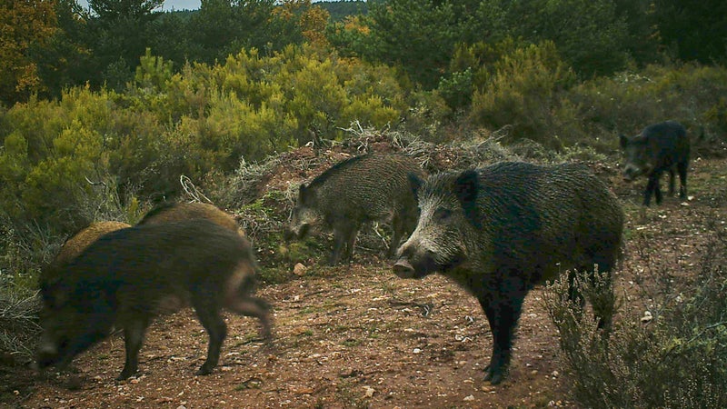 Wild boars are a plague to Spanish farmers. Despite hunters taking 60,000 to 100,000 each year, their numbers remain steady.