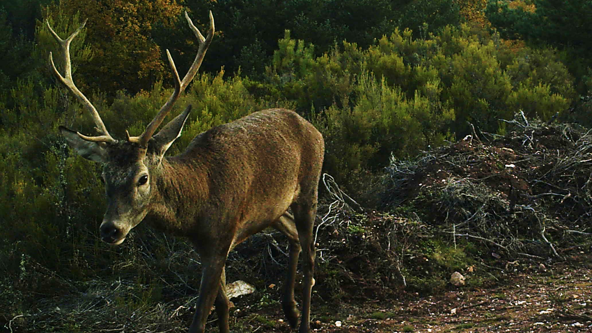 A Spanish red deer moves down a hiking trail.