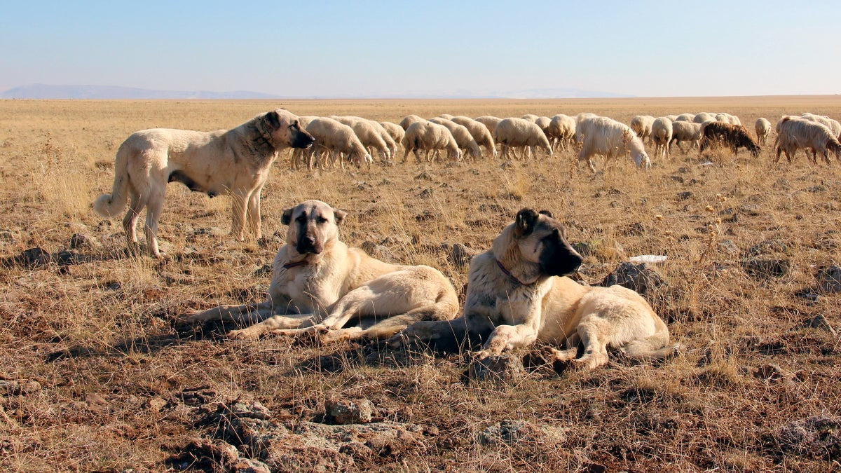 On the Trail with Turkey’s Wolf-Fighting Dogs