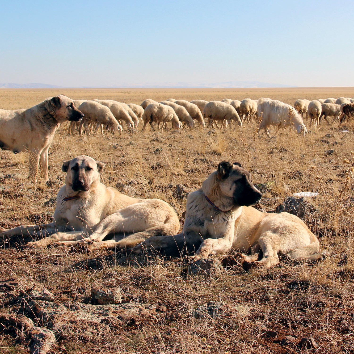 Kangal dog online