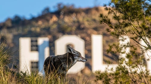 A coyote basks in California's morning sunlight.