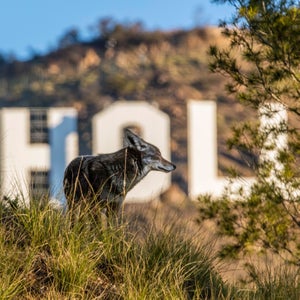 A coyote basks in California's morning sunlight.