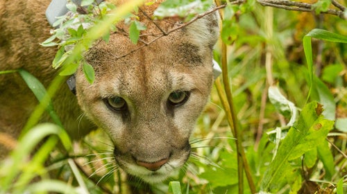 Traps deliver painful, slow deaths to wildlife.