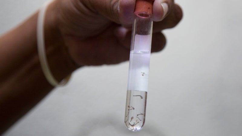 A researcher holds a test tube full of mosquito larvae. Huge eradication programs are underway throughout effected areas.