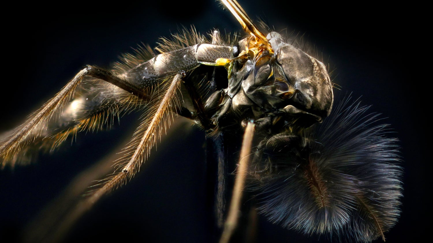 A mosquito poses for an extreme close-up. 