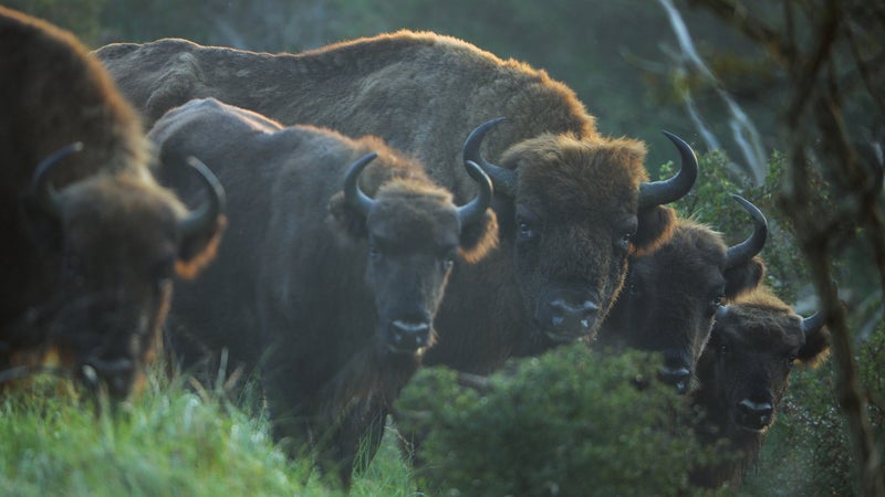 Today, most people are only familiar with the European bison from old heraldry, and sculptures, while their horns and coats survive as artifacts of bygone ages.