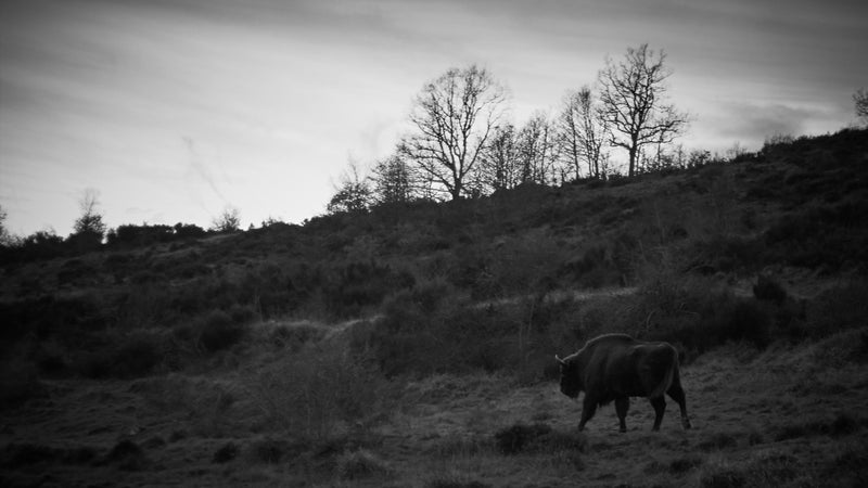 A bison roams the fenced-in wilds of Spain's Bisonbonasus Reserve.