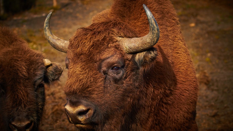Like their American counterparts, European bison were hunted nearly to extinction. But their American counterparts have seen a much healthier return, numbering around 530,000 to the European bison's 5,000.