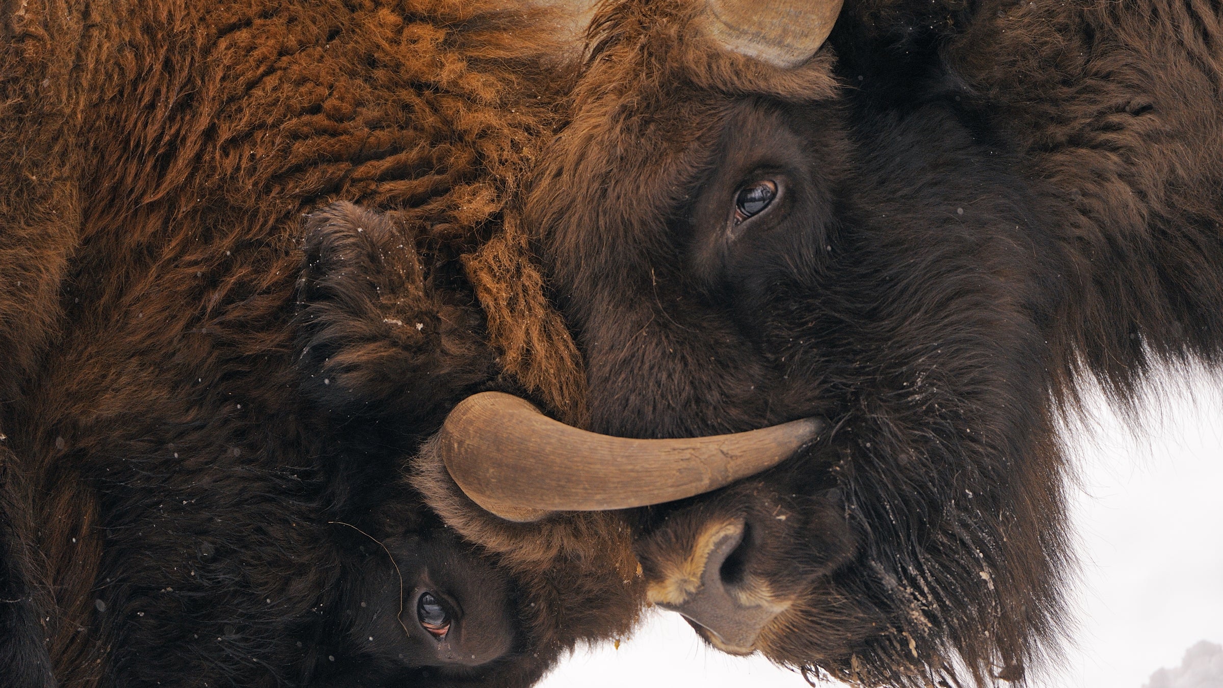 Bison are the largest surviving land animal in Europe, growing up to 2,000 Lbs. 