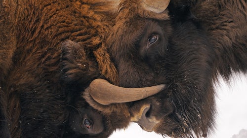 Bison are the largest surviving land animal in Europe, growing up to 2,000 Lbs.