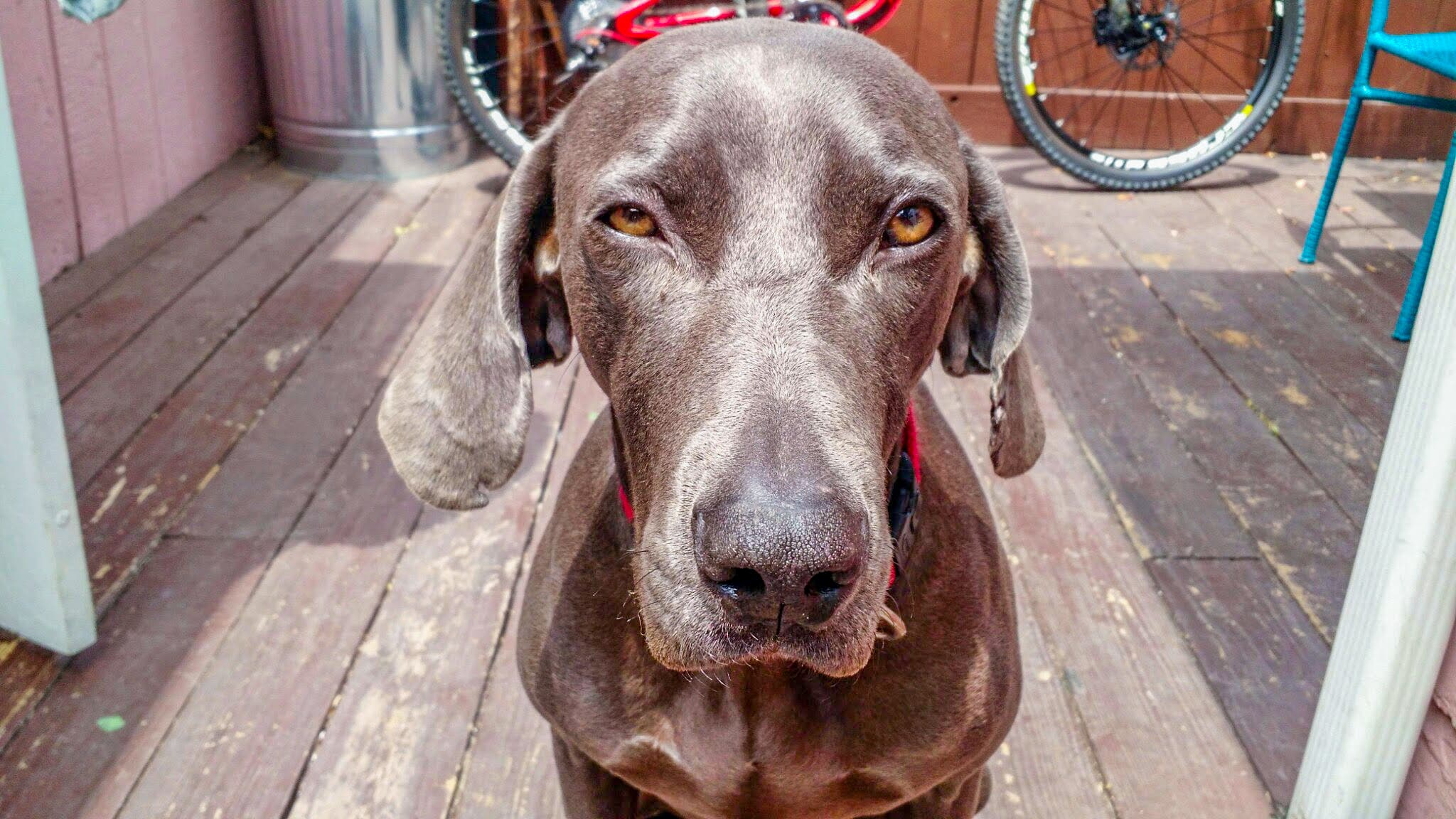 close-up shot of a brown dog's face
