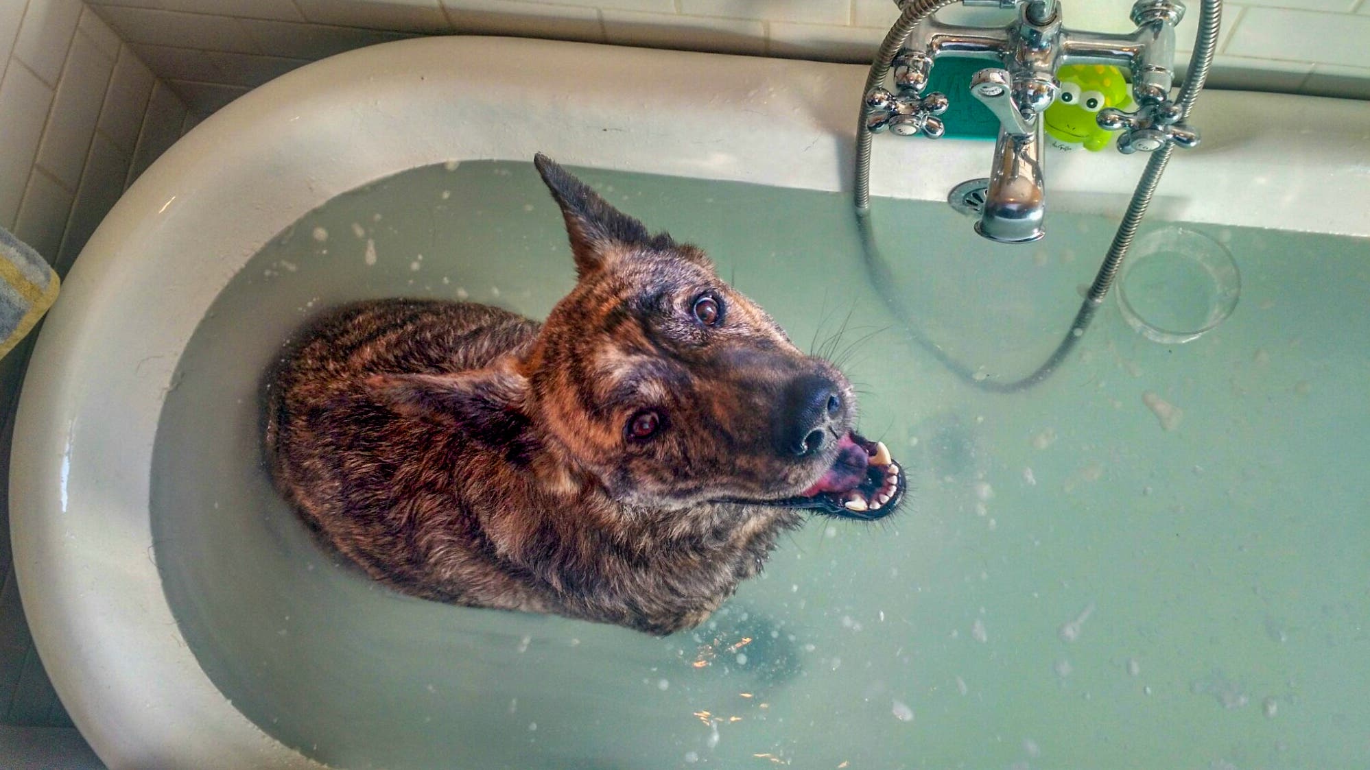 dog smiling in the bath