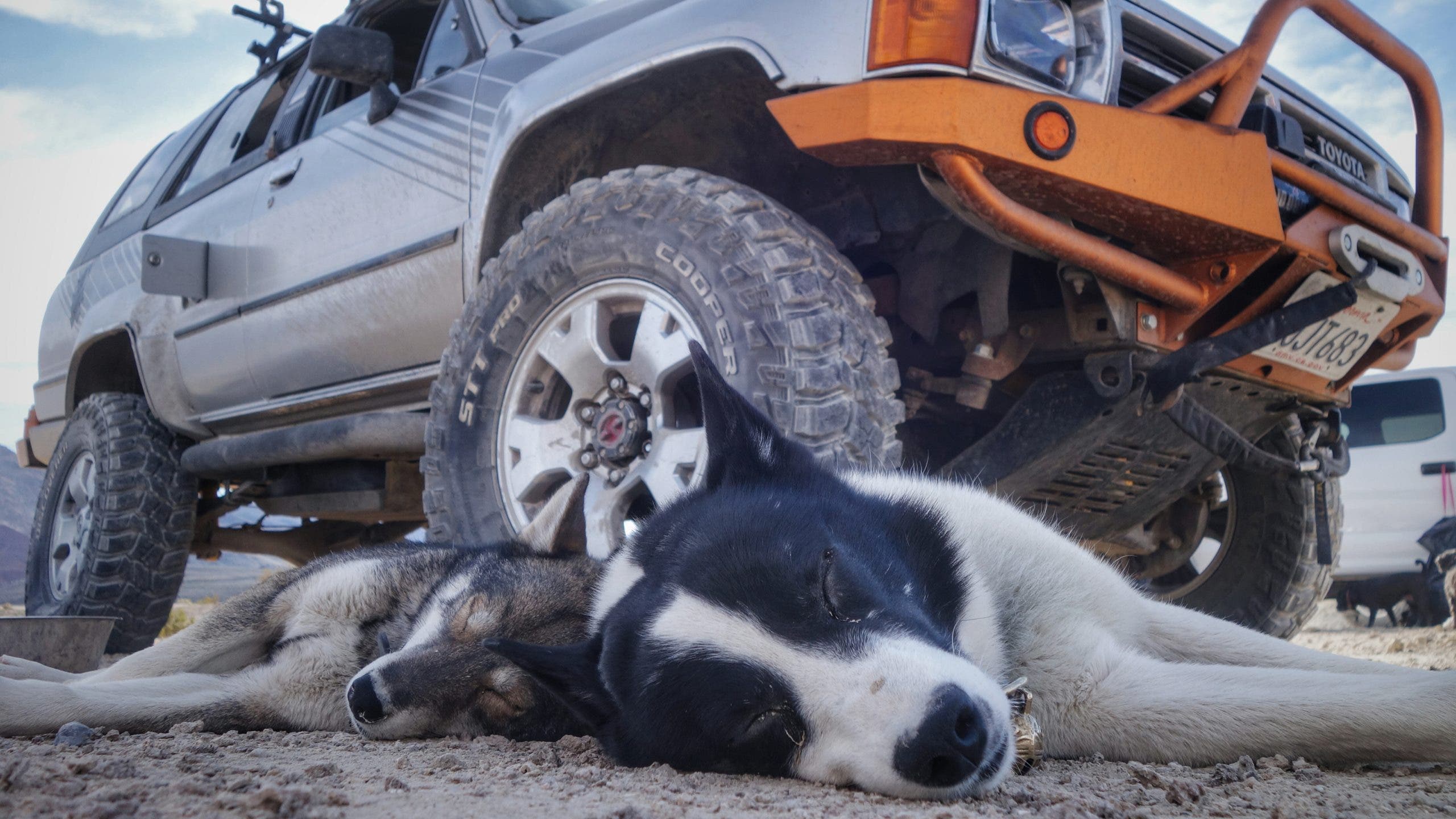two dogs sleeping outside off-leash by a car's tires