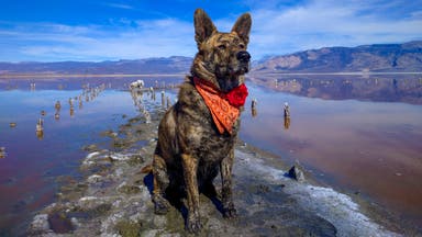 Why Dogs Belong Off-Leash in the Outdoors